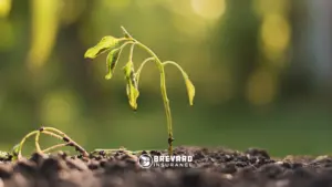 seedling in drought