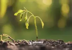 seedling in drought